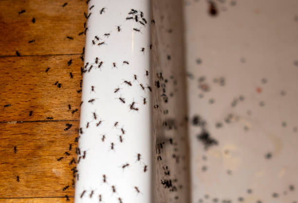 Best Emergency Pest Control  in Queen City, TX