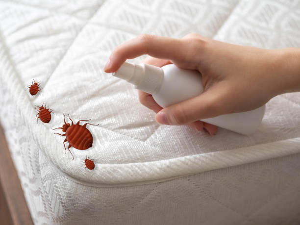 Trusted Queen City, TX Pest Control Experts