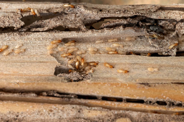 Best Pest Control for Businesses  in Queen City, TX
