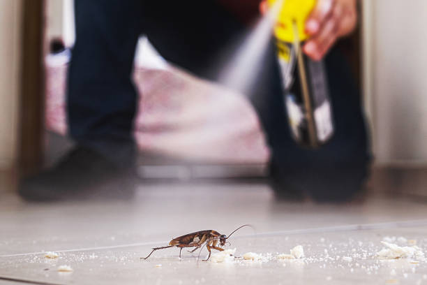 Best Local Pest Control Services  in Queen City, TX