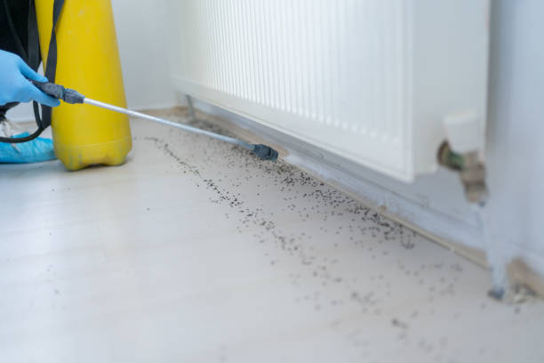 Best Best Pest Control Companies  in Queen City, TX