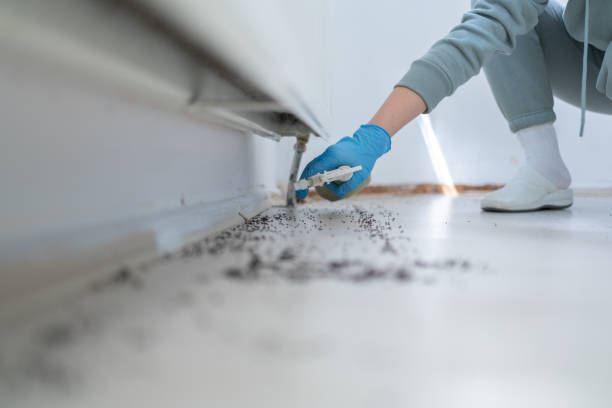 Best Affordable Pest Control Services  in Queen City, TX