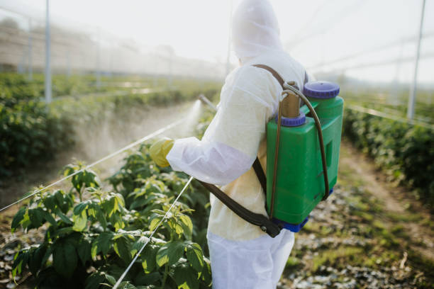 Flea Control Services in Queen City, TX